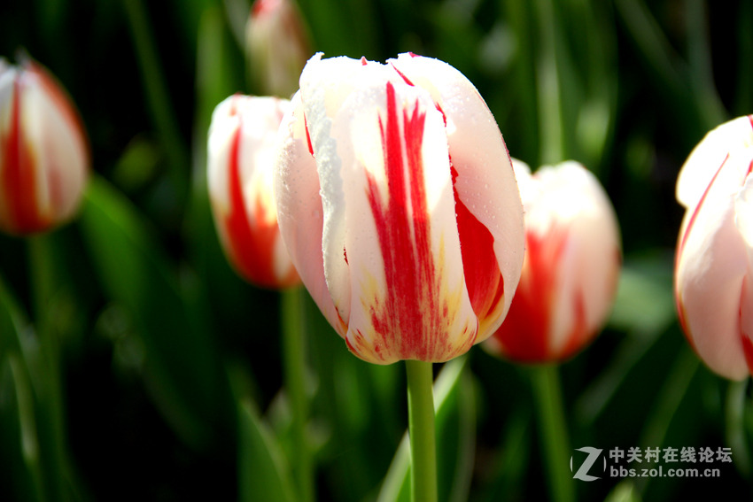 郁金香幸福一代9