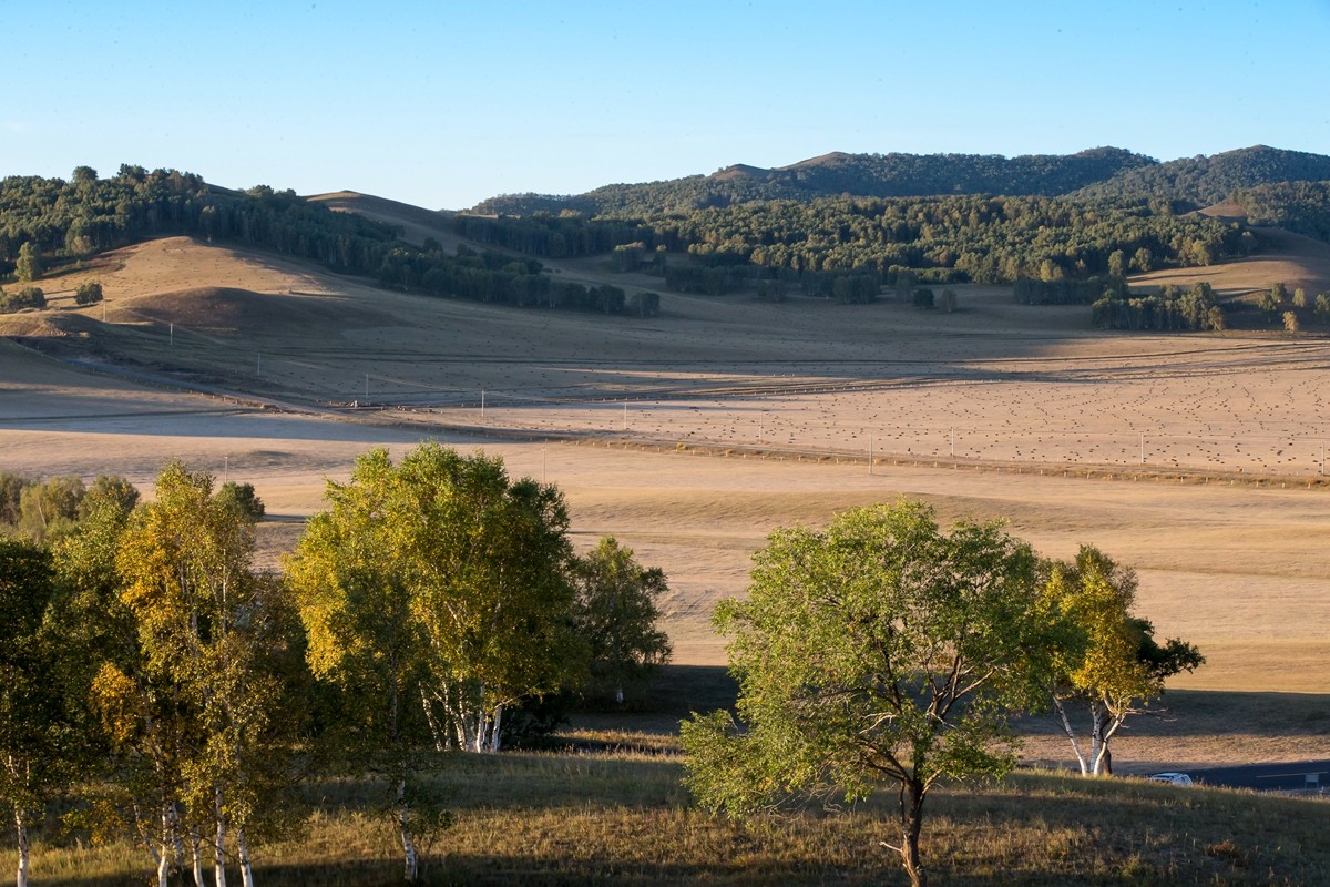 一组乌兰木通5祝北京论坛红红火火