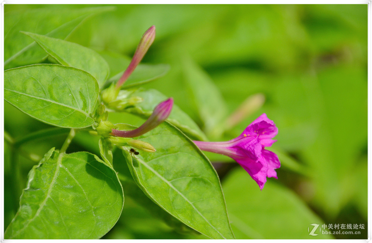 清晨漫步三河古镇！