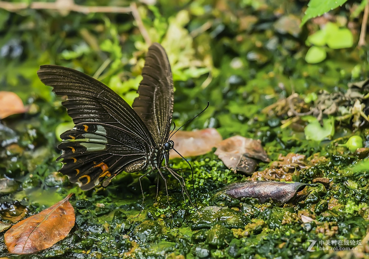黄花上的波纹小灰蝶