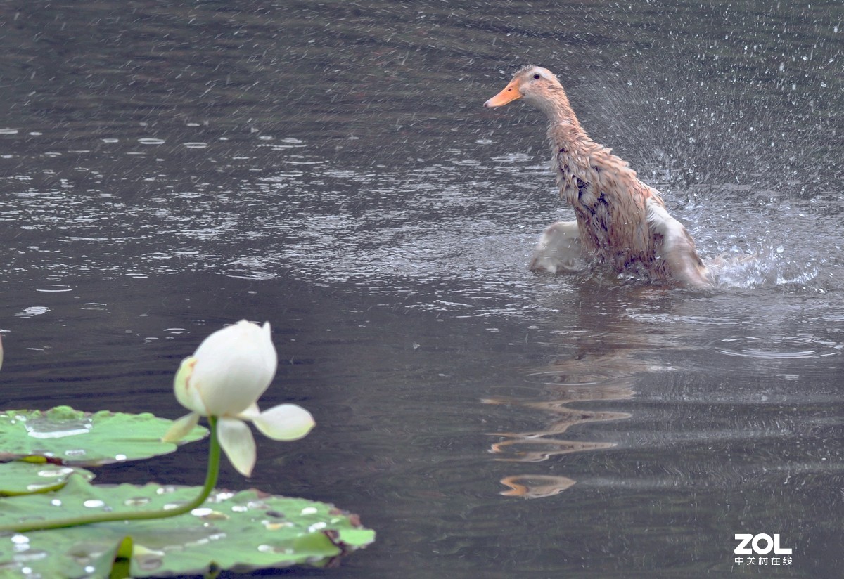 夏天的荷塘，一片生机盎然。随风飘逸的荷叶，阿罗多姿的荷花，溢出阵阵的清香......