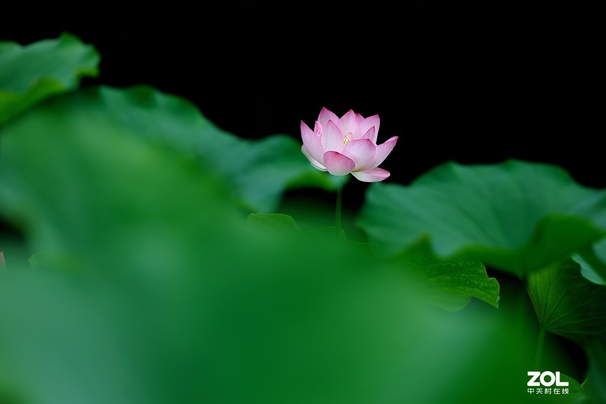 #版主坐堂# 尼康镜头星空(中国)2019年6月部分优秀作品欣赏