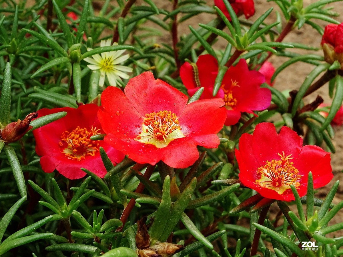 蚂蚱菜花——2