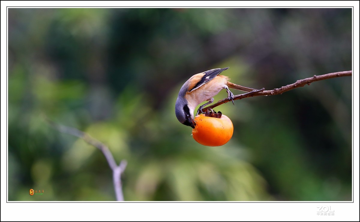 没事干搞个鸟啊