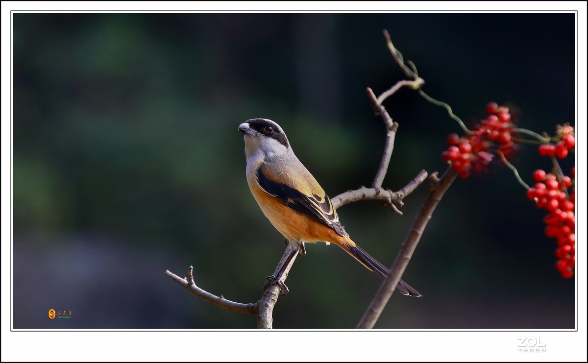 没事干搞个鸟啊