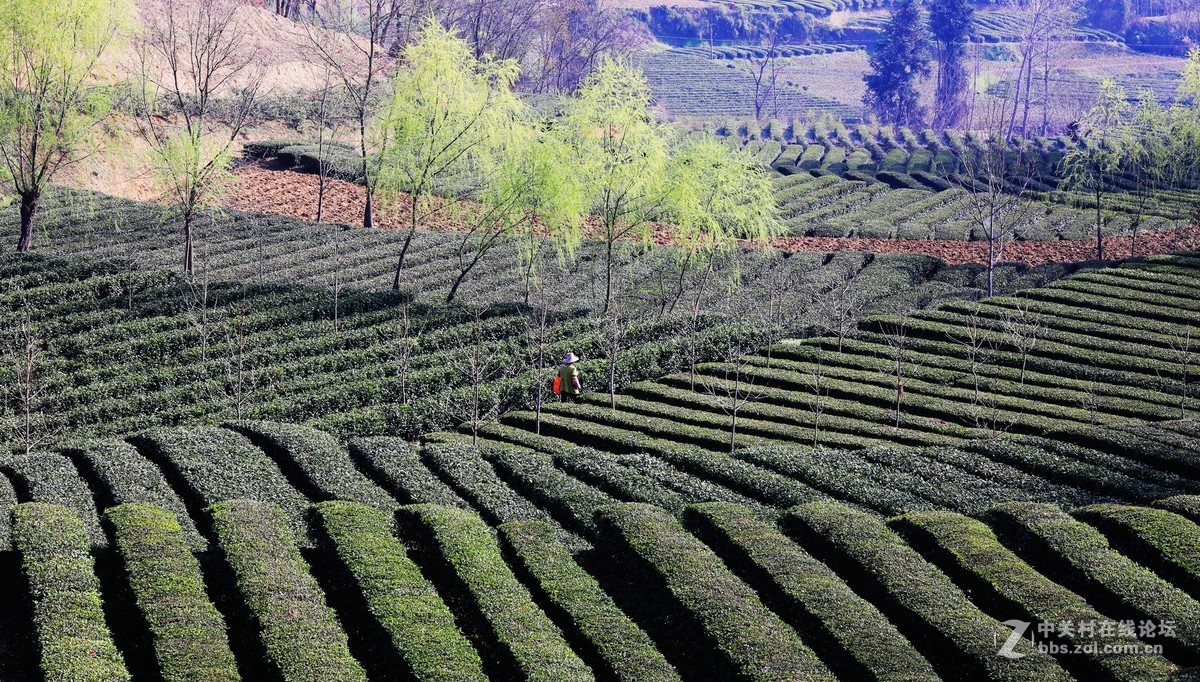 清明节前拍江榜村茶园《5》