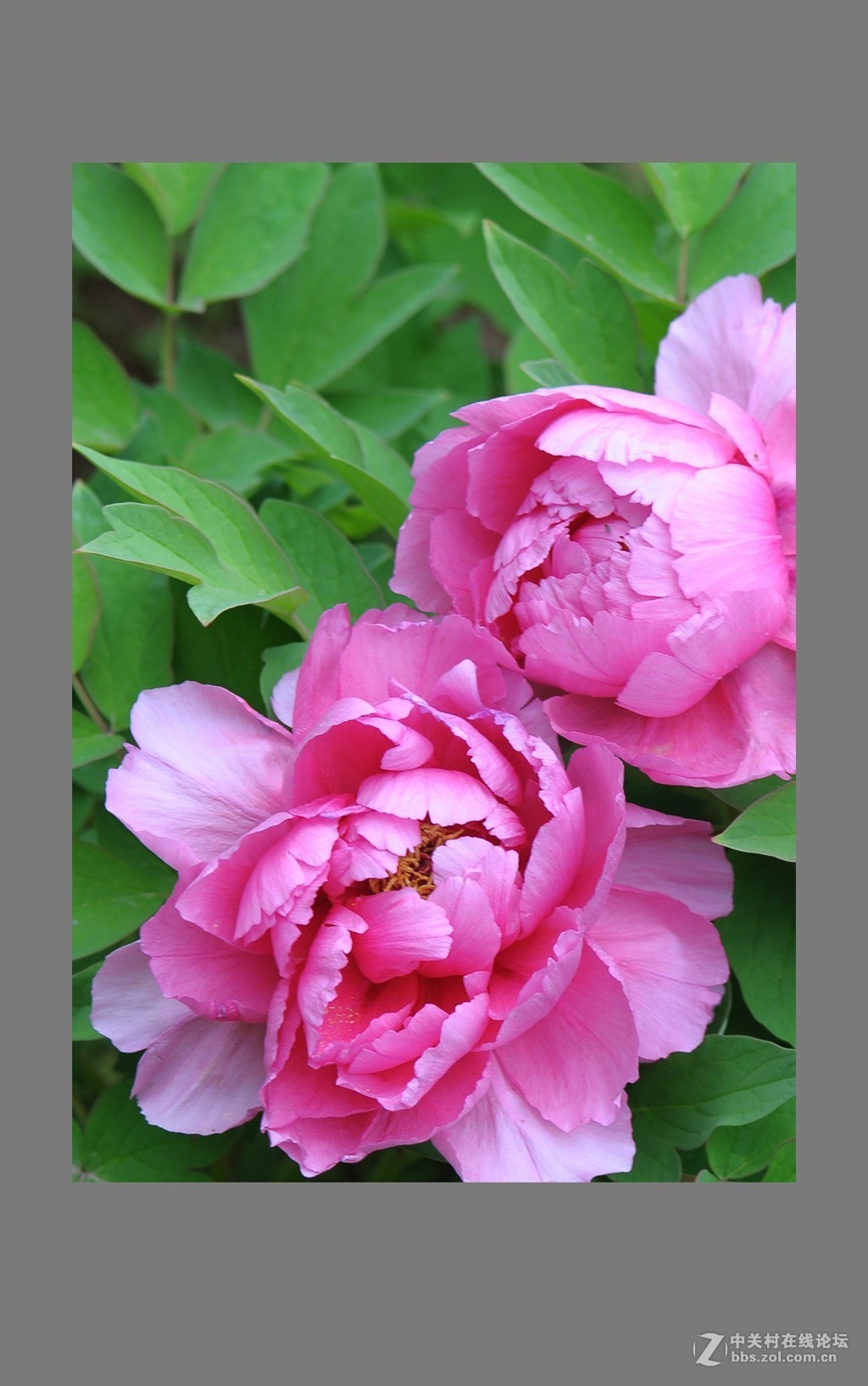 牡丹图
