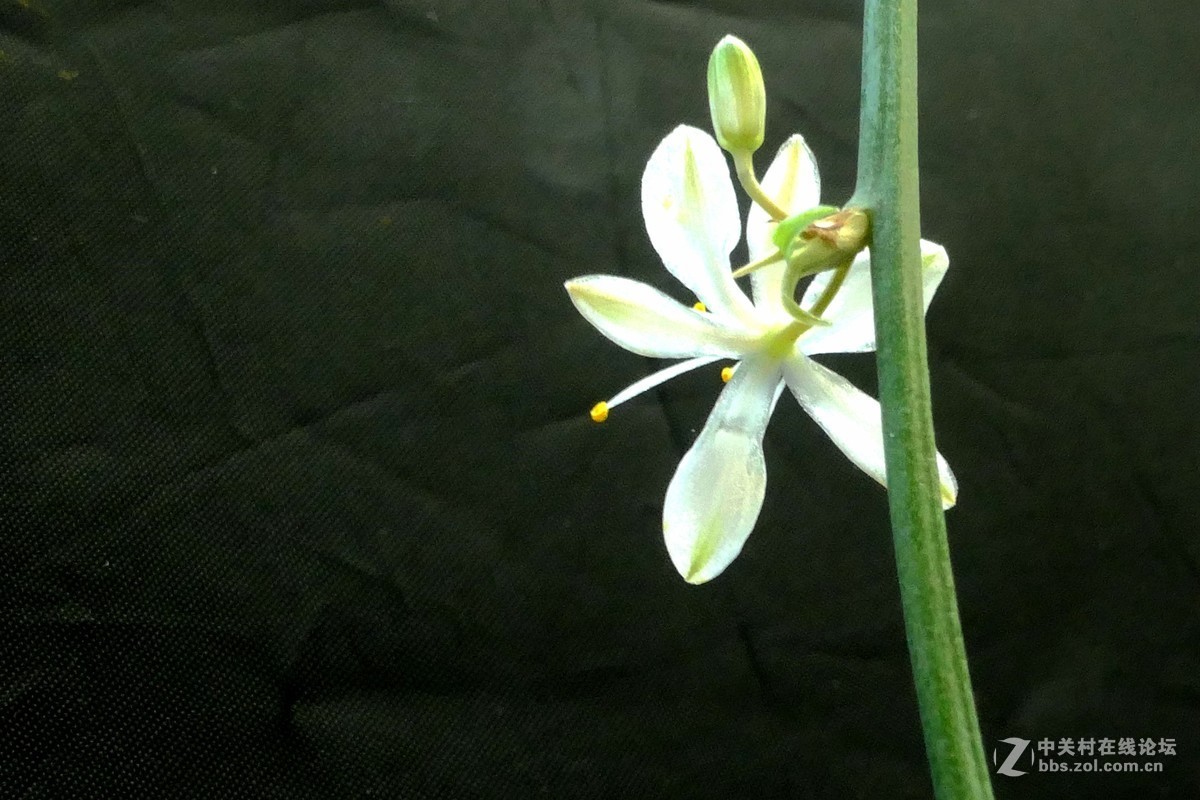 用新买独角架拍了一组微距