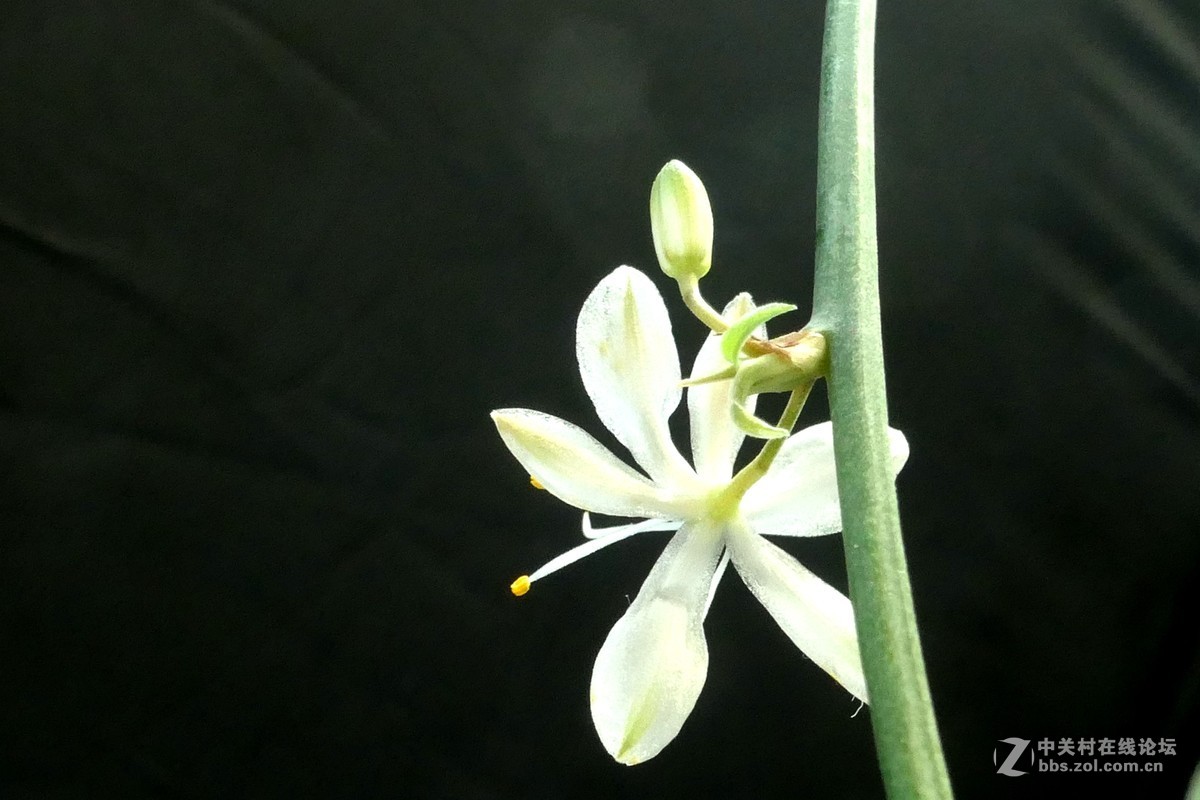 用新买独角架拍了一组微距