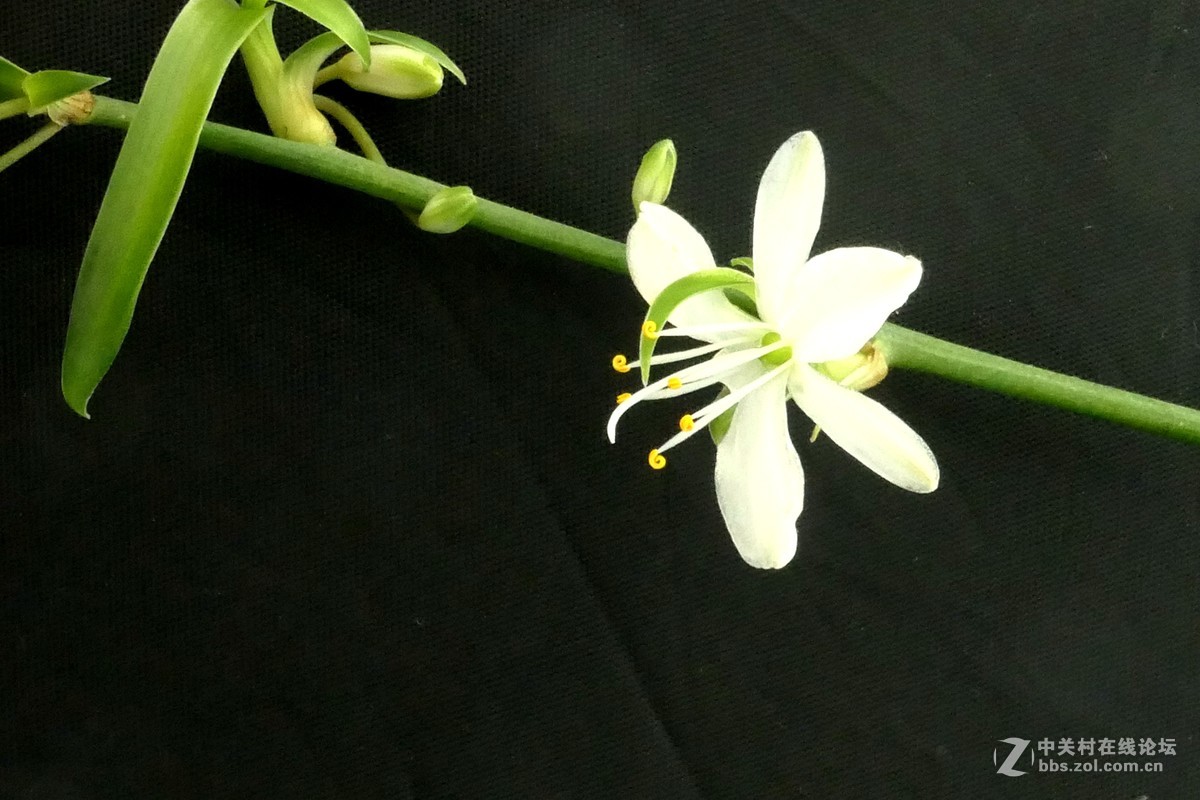 用新买独角架拍了一组微距