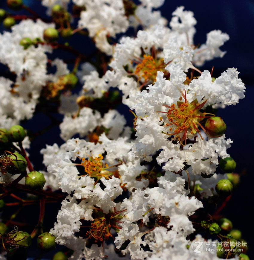 六月雪花