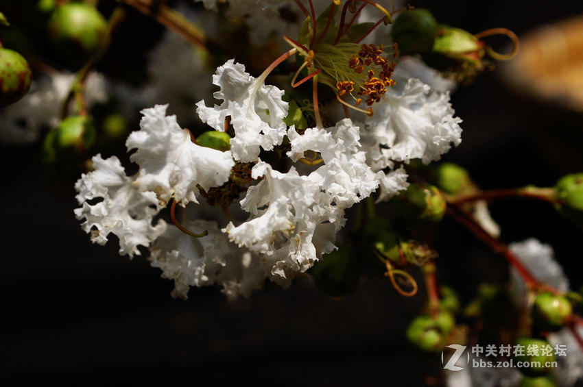 雪花在六月