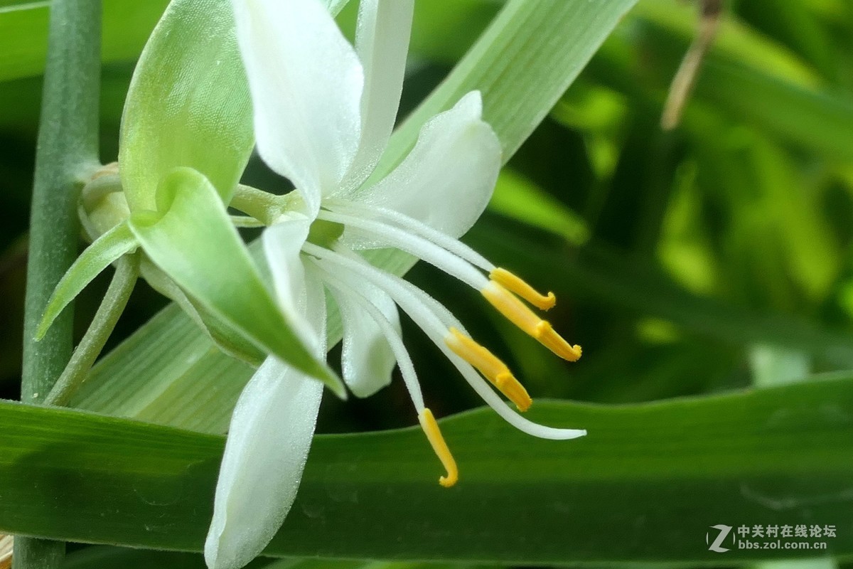 用新买独角架拍了一组微距