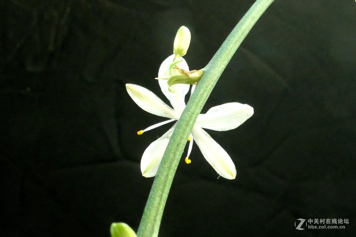 用新买独角架拍了一组微距