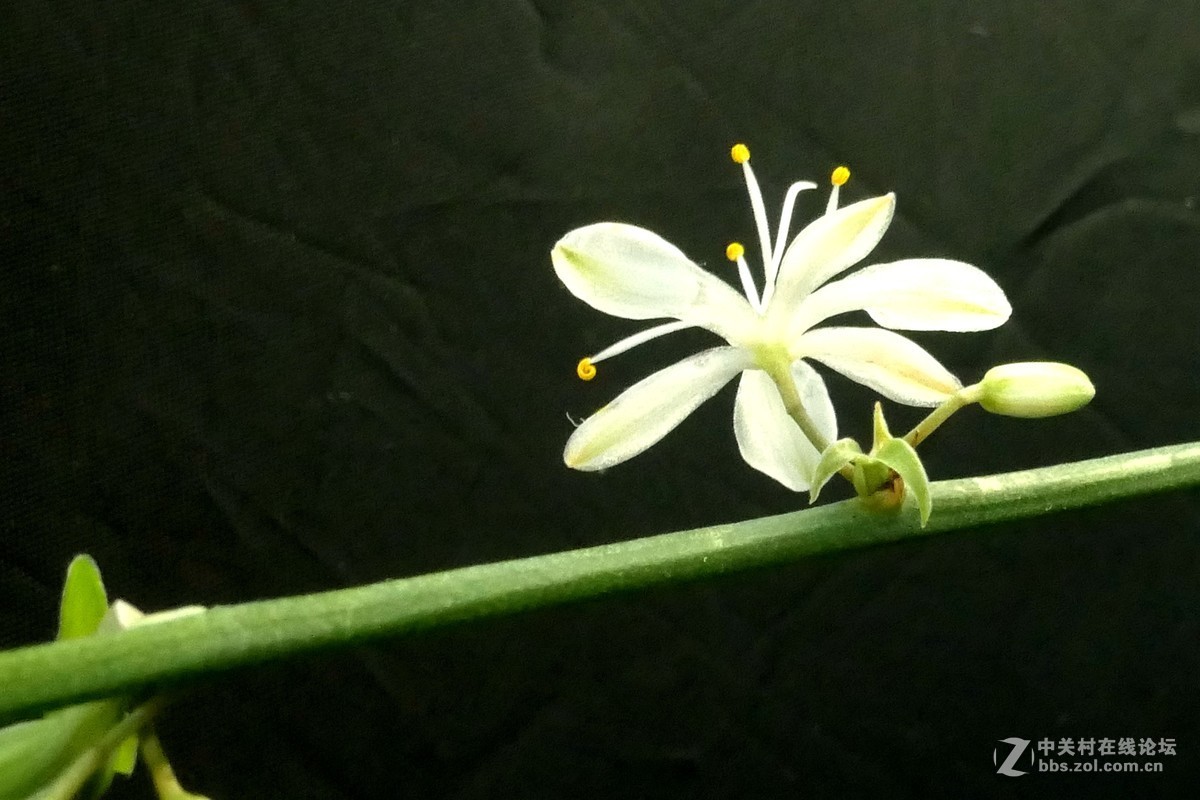 用新买独角架拍了一组微距