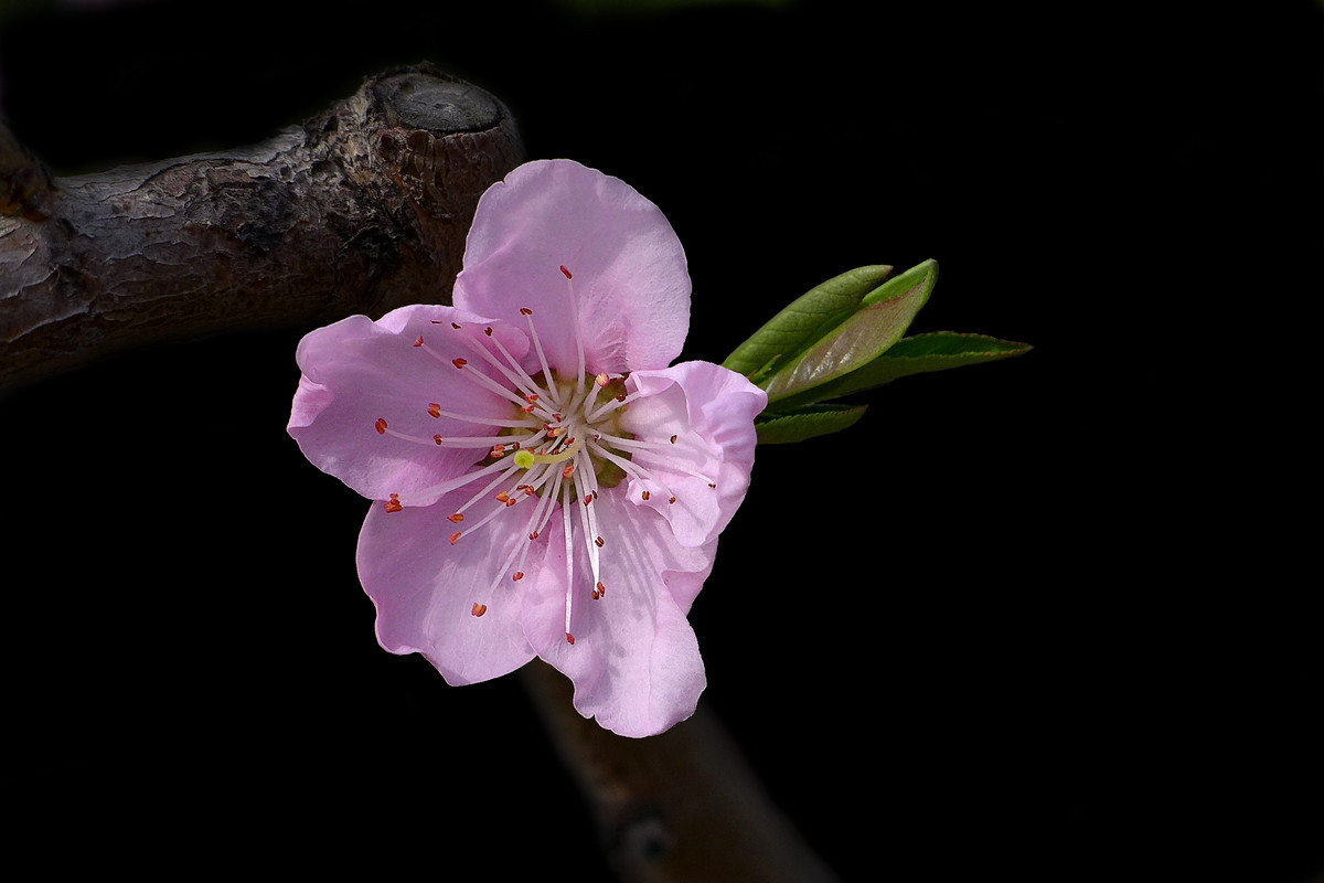 #版主坐堂#[尼康D7100星空(中国)]2015年4月份优秀精华作品总汇