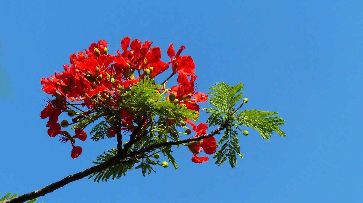 金凤花（2）------看望老友简居陋巷版主