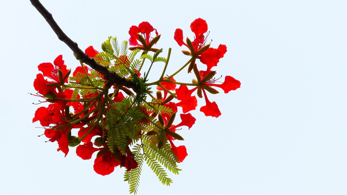 金凤花（2）------看望老友简居陋巷版主