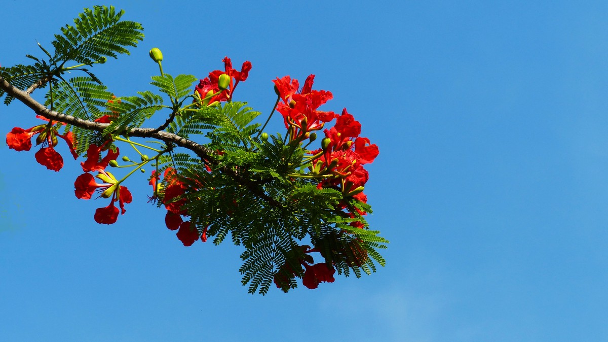 金凤花（2）------看望老友简居陋巷版主