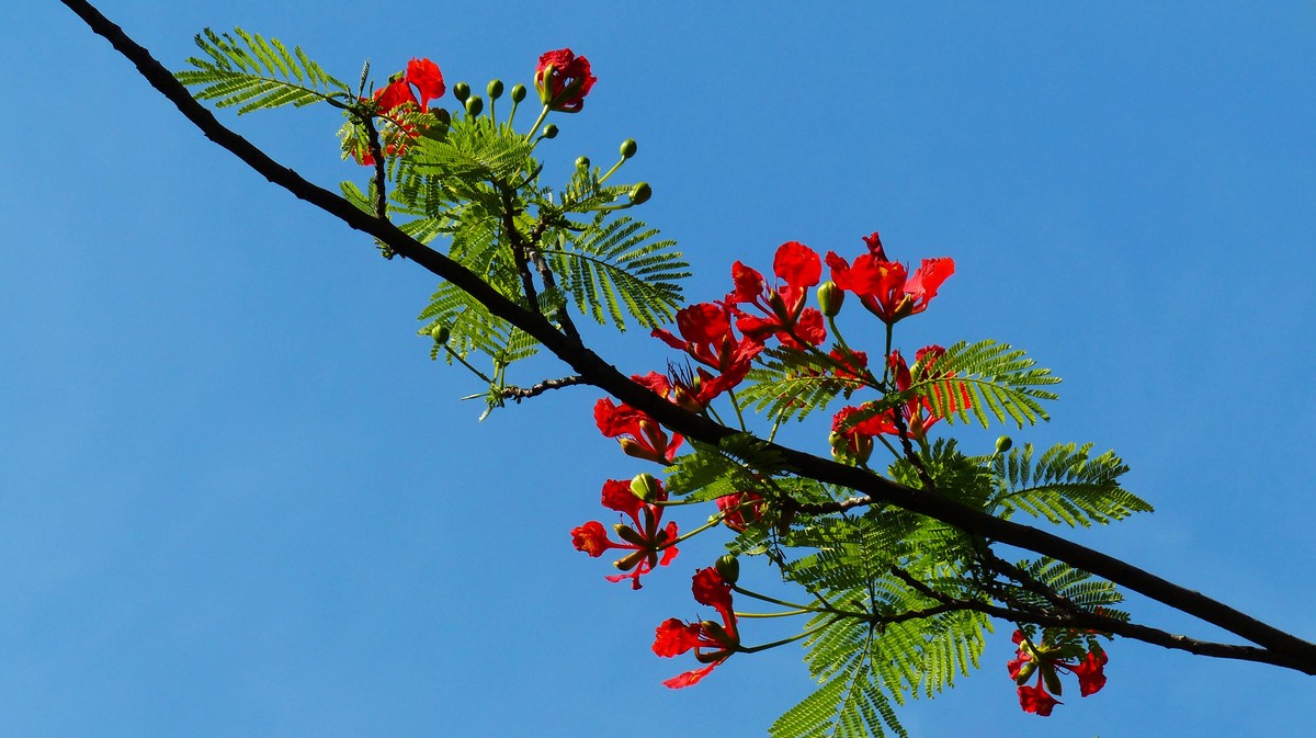 金凤花（2）------看望老友简居陋巷版主