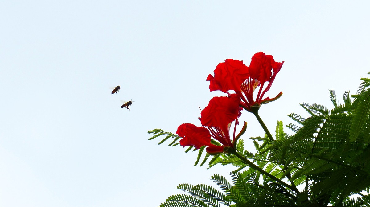 金凤花（2）------看望老友简居陋巷版主