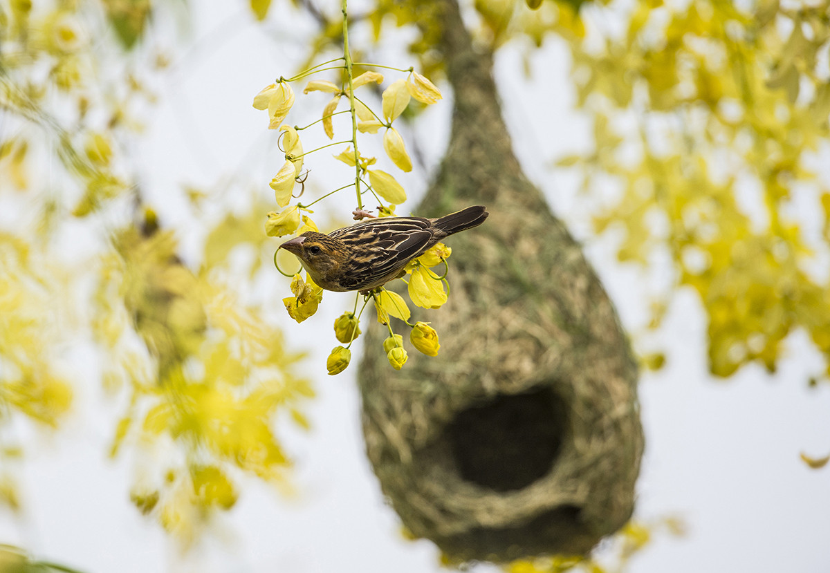 織布鳥與鳥巢