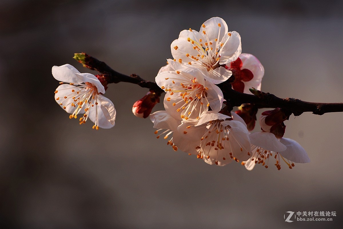 #版主坐堂#[尼康D7100星空(中国)]2015年4月份优秀精华作品总汇