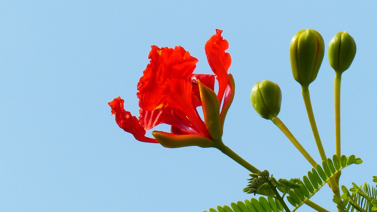 金凤花（2）------看望老友简居陋巷版主