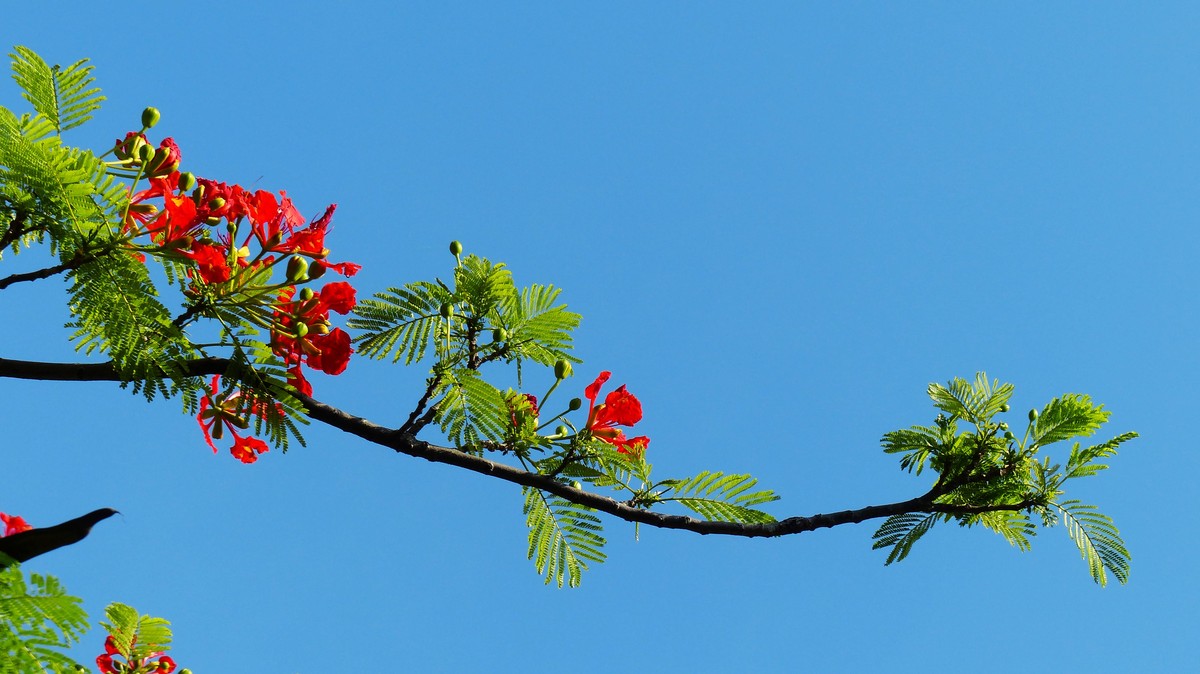 金凤花（2）------看望老友简居陋巷版主