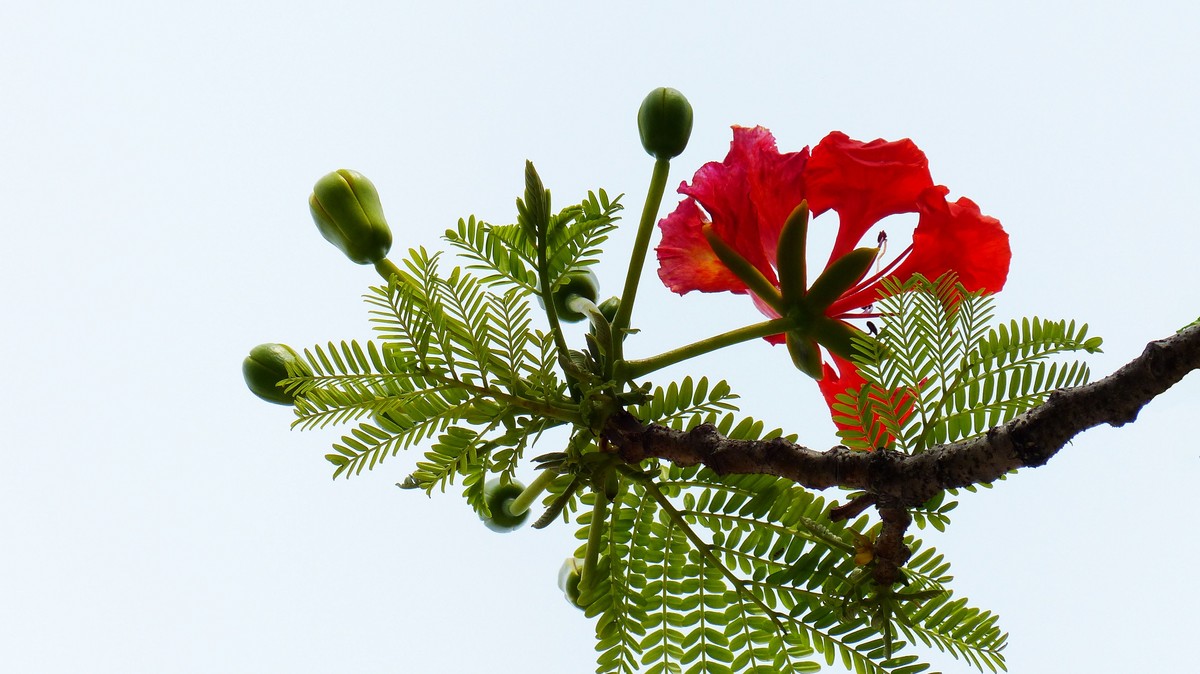 金凤花（2）------看望老友简居陋巷版主