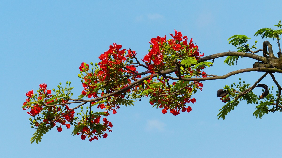 金凤花（2）------看望老友简居陋巷版主