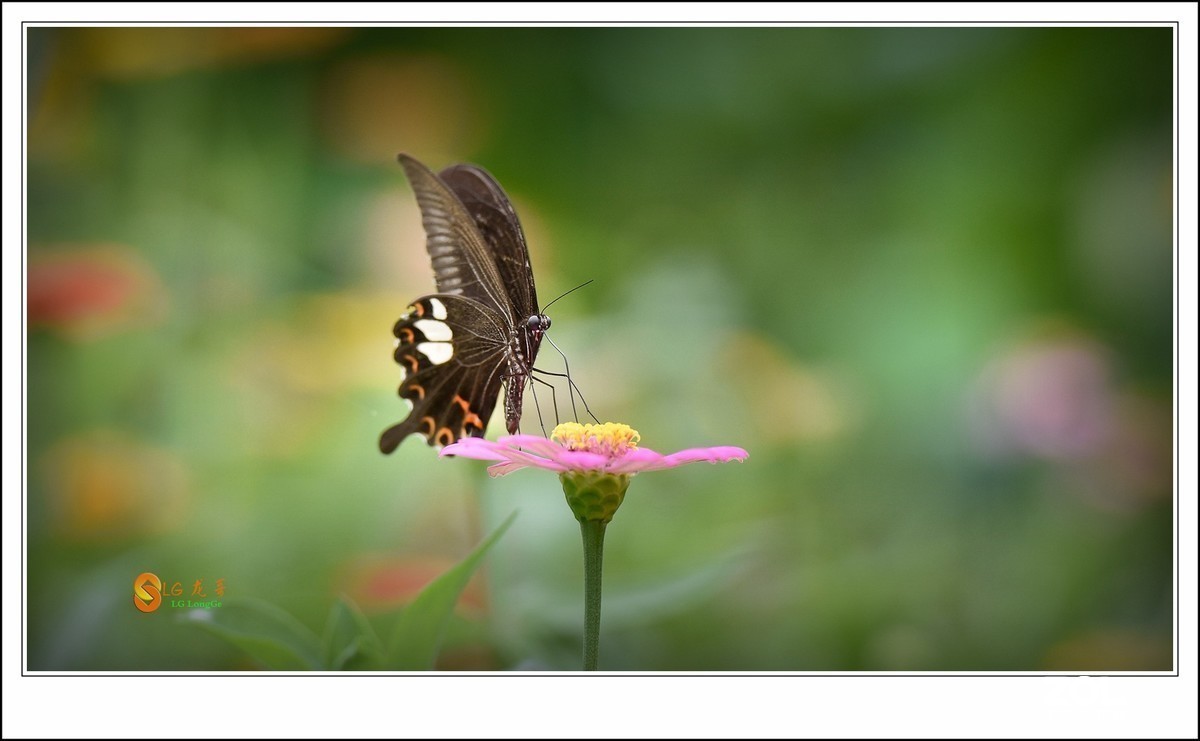 #版主坐堂#小五星空(中国)2019年六月精品荟萃