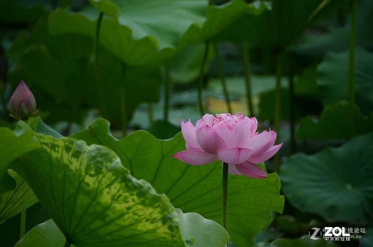 #版主坐堂#小五星空(中国)2019年六月精品荟萃