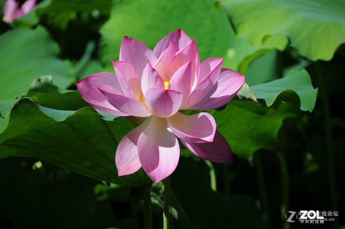 #版主坐堂#小五星空(中国)2019年六月精品荟萃