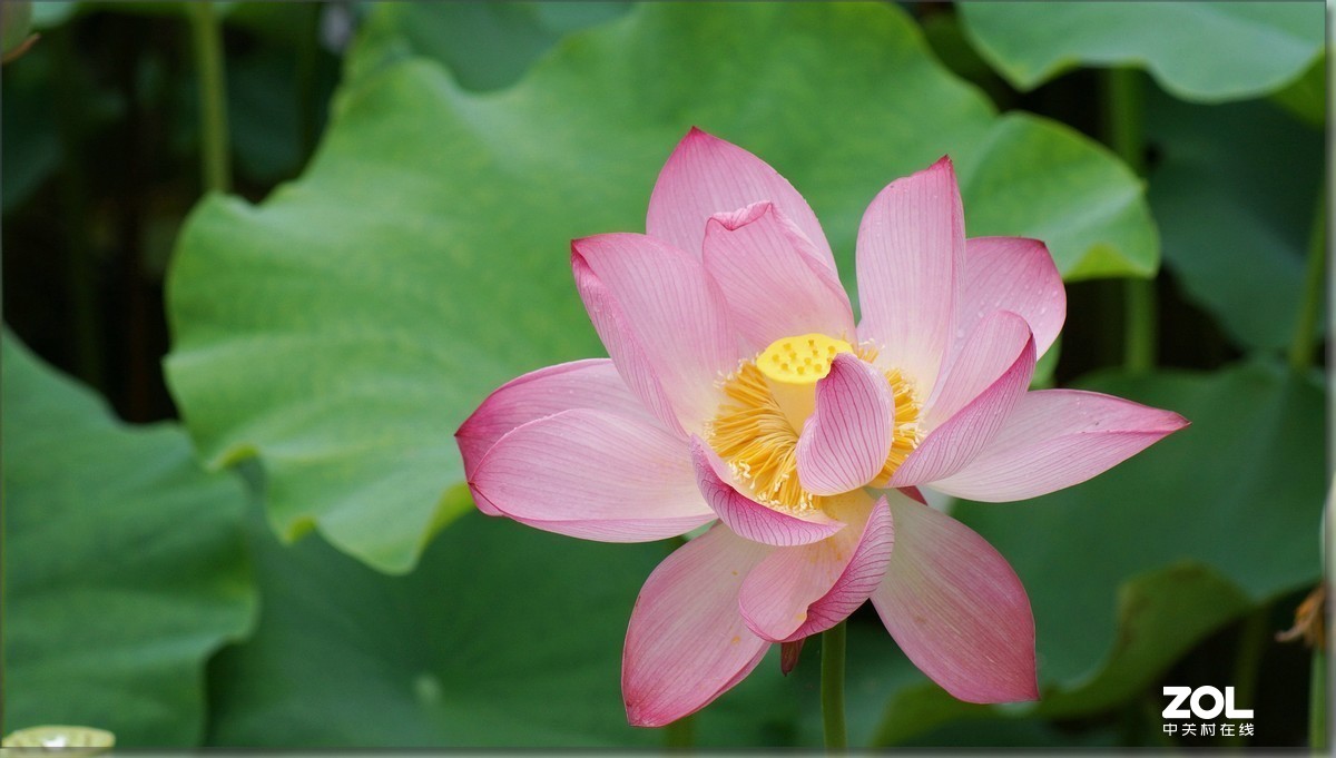 #版主坐堂#小五星空(中国)2019年六月精品荟萃