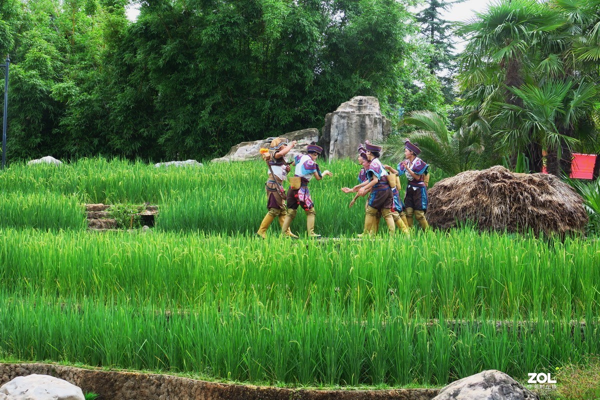 云南民族村里的歌舞表演——哈尼族田间歌舞之（三）