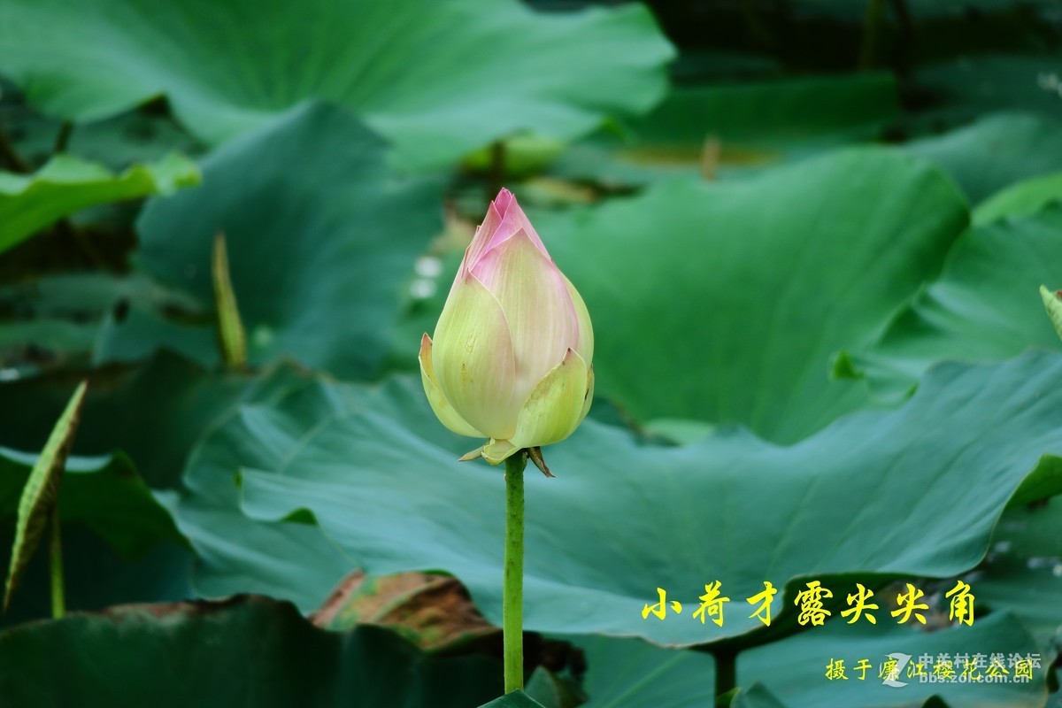 今日花正好