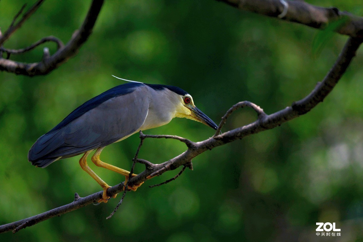 #版主坐堂#小五星空(中国)2019年六月精品荟萃
