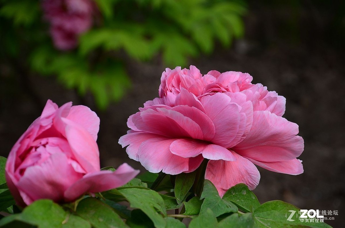 #版主坐堂#小五星空(中国)2019年六月精品荟萃