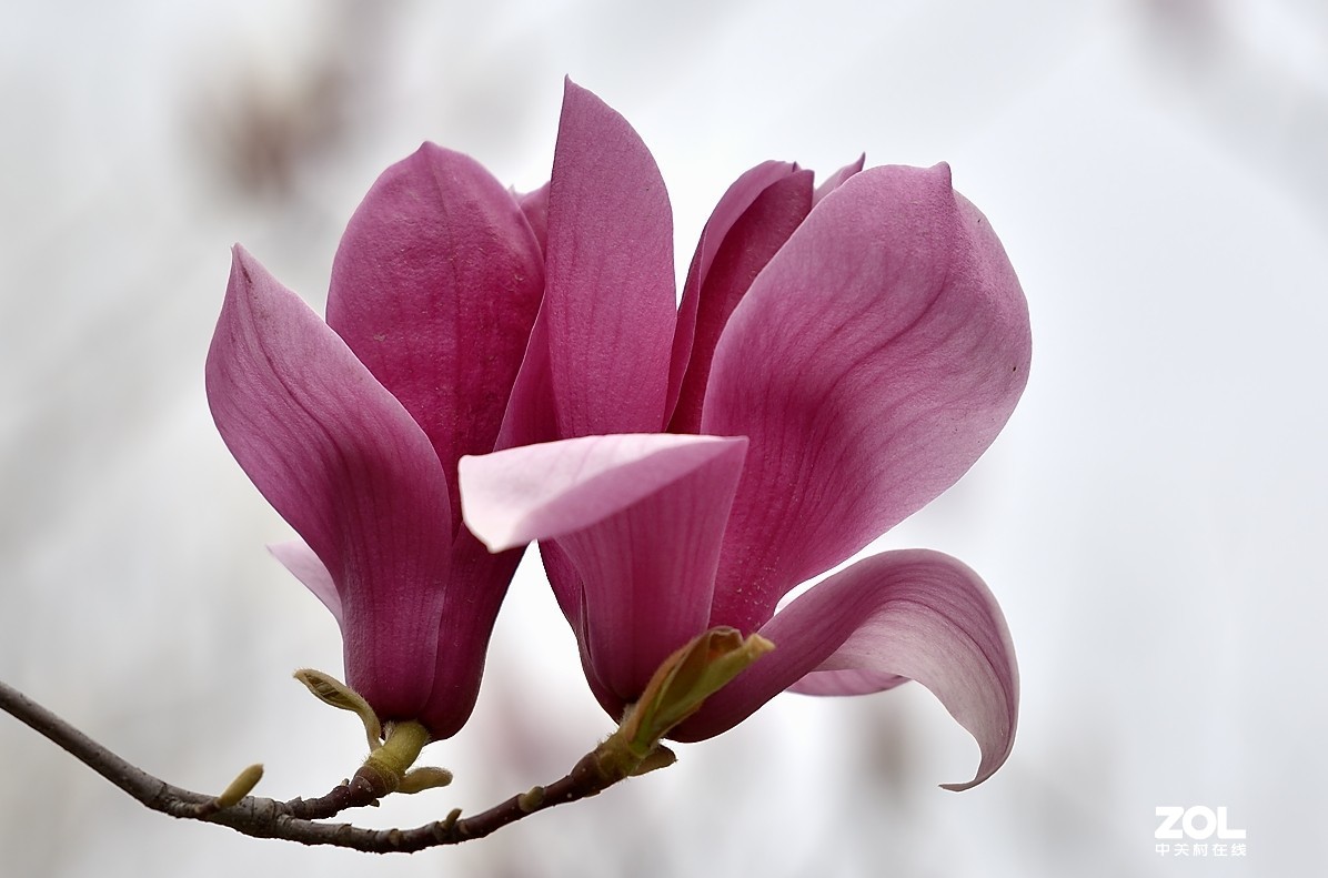 #版主坐堂#小五星空(中国)2019年六月精品荟萃