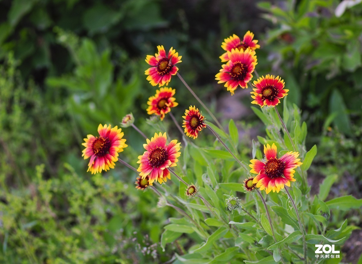 #版主坐堂#小五星空(中国)2019年六月精品荟萃