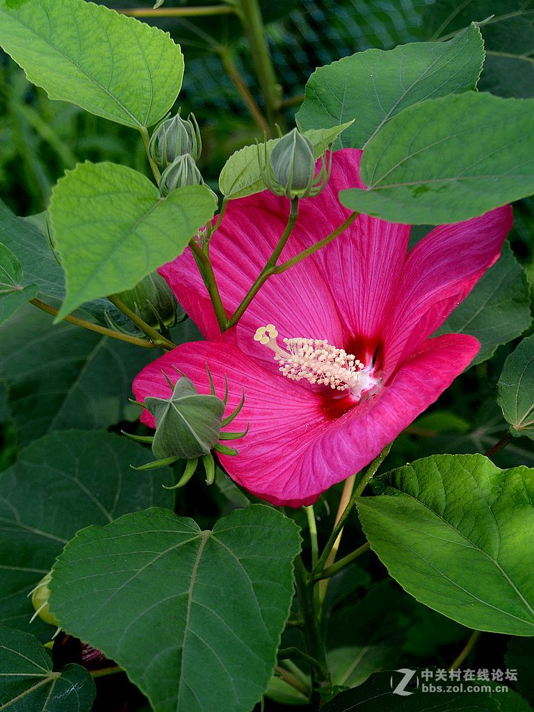 竖拍红芙蓉