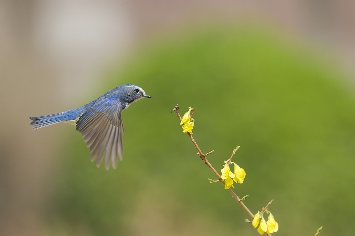 活跃的春鸟红胁蓝尾鸲飞版