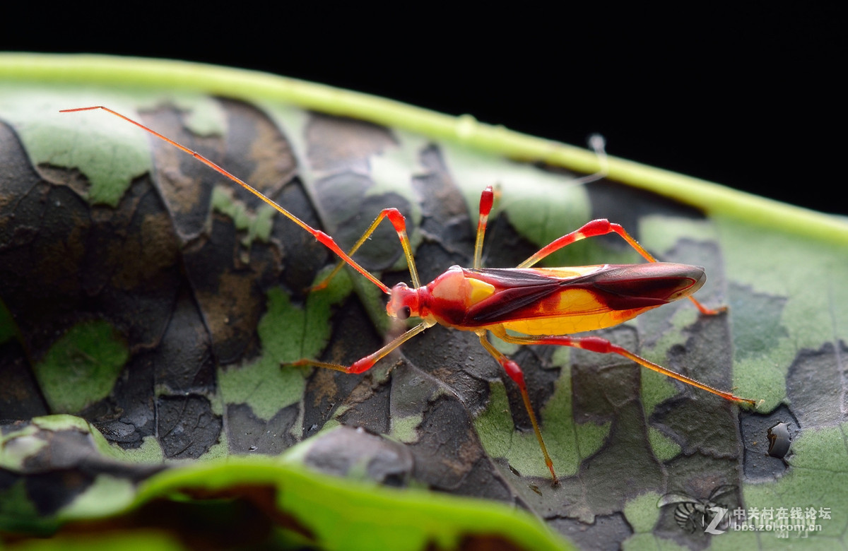 火炉山第一次打虫记
