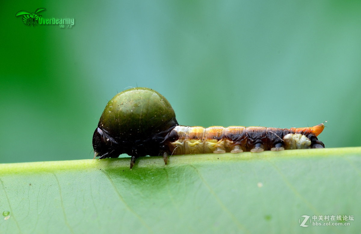 火炉山第一次打虫记