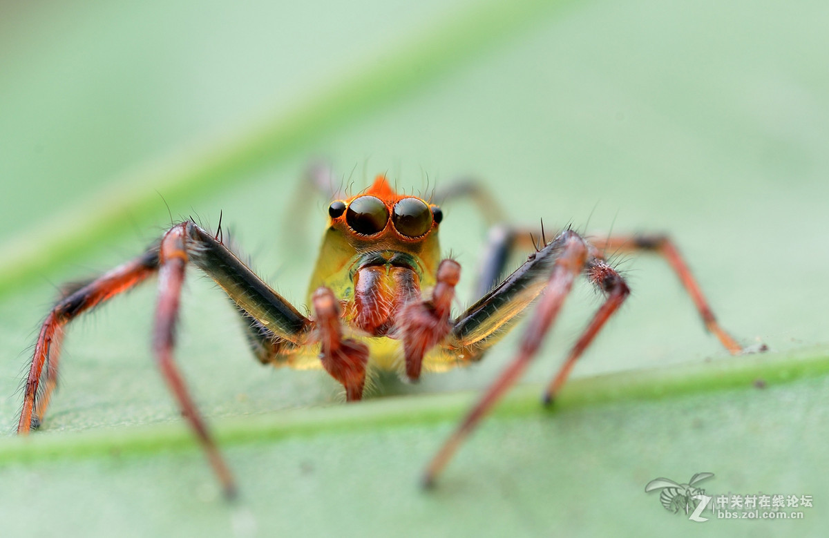 火炉山第一次打虫记