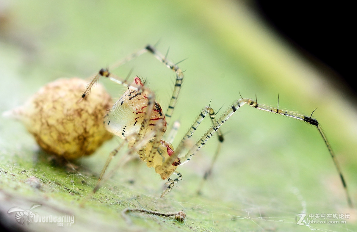火炉山第一次打虫记