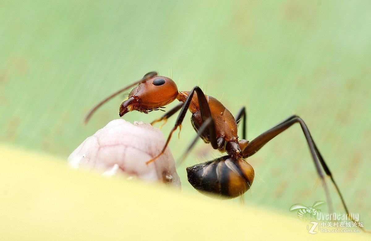 火炉山第一次打虫记