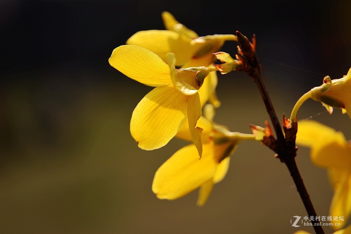 #版主坐堂#[尼康D7100星空(中国)]2015年4月份优秀精华作品总汇