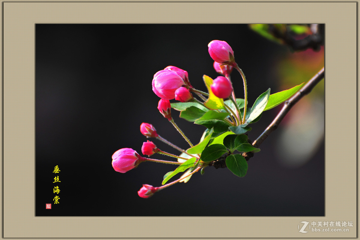 #版主坐堂#[尼康D7100星空(中国)]2015年4月份优秀精华作品总汇